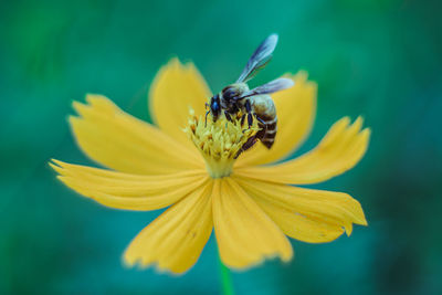 Close-up of insect on yellow flower