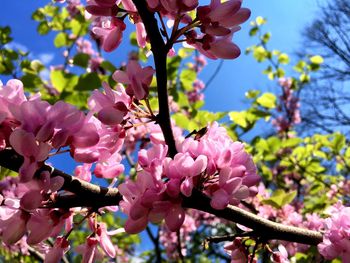 Low angle view of cherry blossom tree