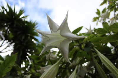 Close-up of flowers against sky