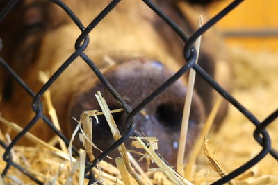 Close-up of chainlink fence