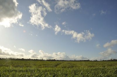 Scenic view of field against sky