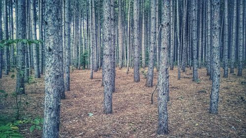 Trees in forest