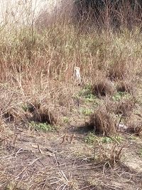 View of lizard on field