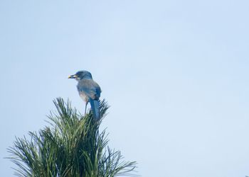 Bird perching on a tree