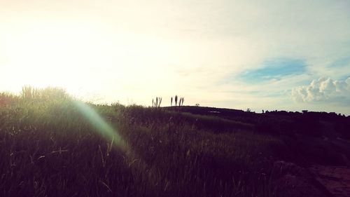 Sun shining through landscape