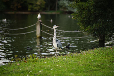 High angle view of gray heron perching on tree by lake