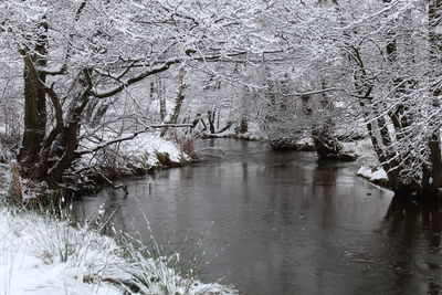 Bare trees on riverbank during winter