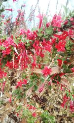 Close-up of red flowers growing on tree