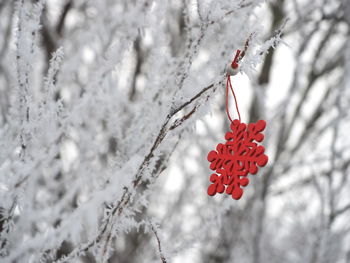 Close-up of christmas tree