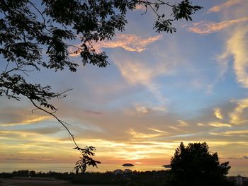 Low angle view of silhouette trees against orange sky