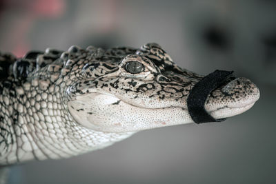 Close-up of alligator looking away