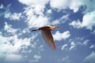 Low angle view of a bird flying