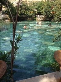 High angle view of birds swimming in sea