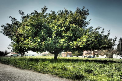 Trees growing on field against sky