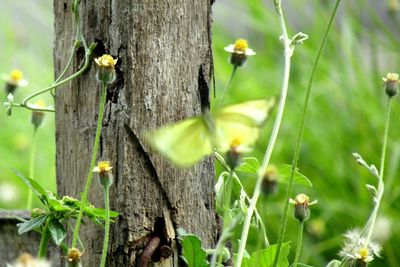 Close-up of plant growing on tree trunk