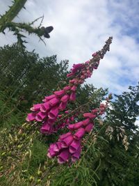 Low angle view of pink flowers against sky