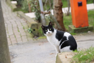 Portrait of black cat sitting outdoors