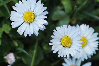 Close-up of white daisy flower