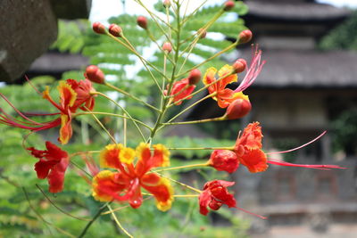 Close-up of red flowering plant