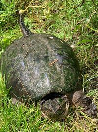 High angle view of tortoise on land