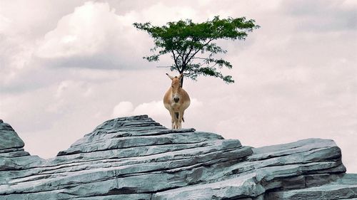 Low angle view of horse on rock against sky