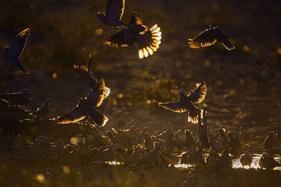 View of birds in lake