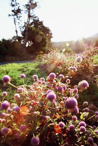 Close-up of fresh pink flowers against sky