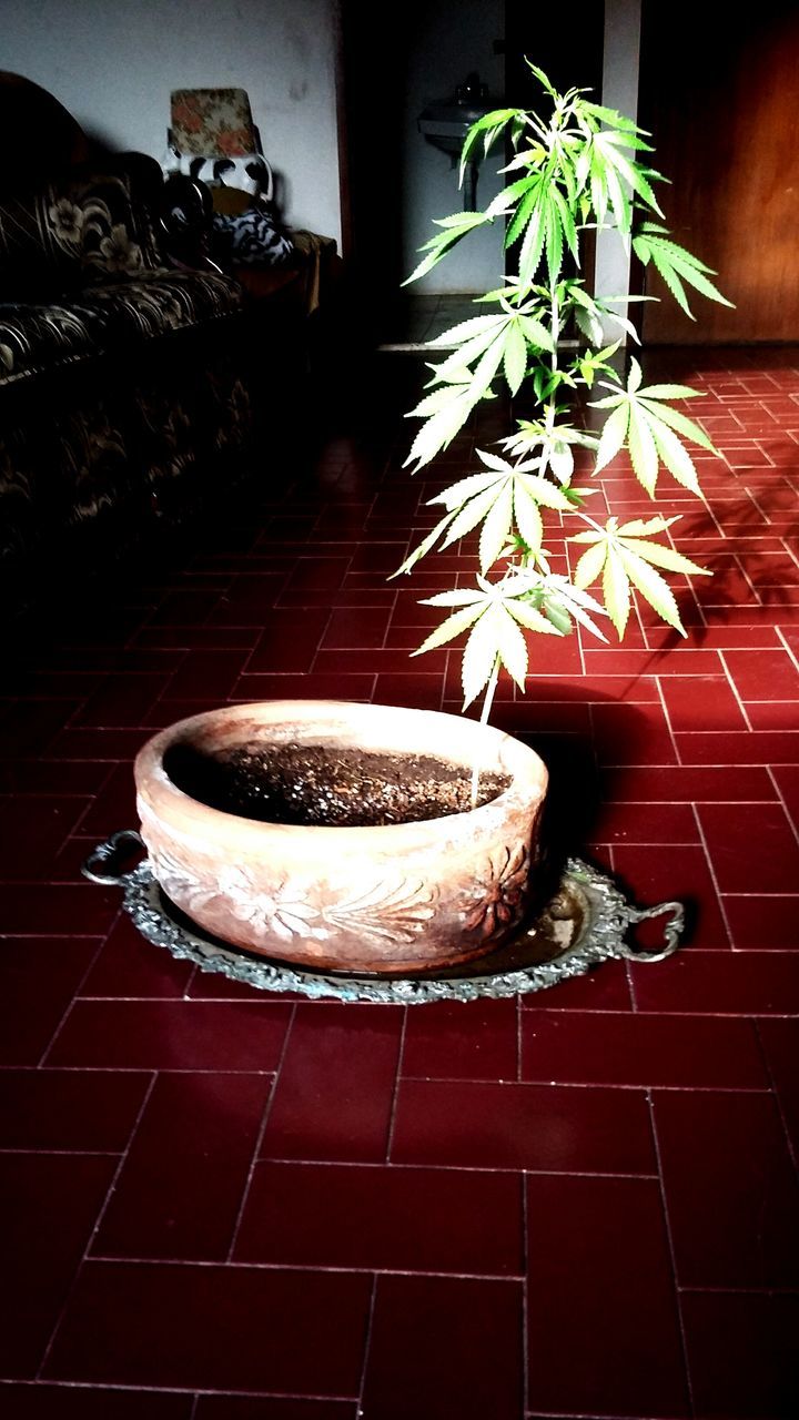 table, indoors, food and drink, food, plate, freshness, still life, high angle view, no people, ready-to-eat, close-up, wood - material, indulgence, home interior, bread, day, healthy eating, decoration, potted plant, serving size