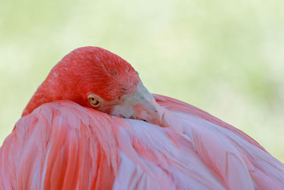 Close-up of flamingo resting outdoors