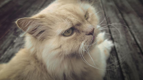 Close-up of a cat looking away