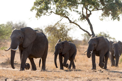 Elephant walking in a horse