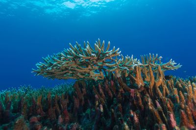 Close-up of fishes swimming in sea