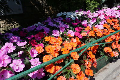 High angle view of purple flowering plants