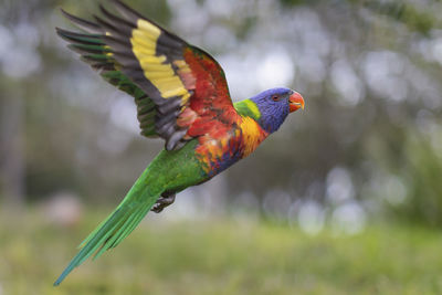 Side view of rainbow lorikeet flying outdoors