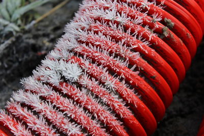 Close-up of red flowers