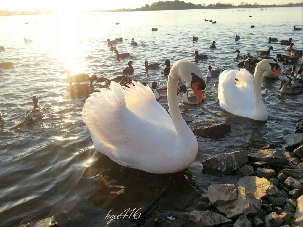 bird, water, animal themes, animals in the wild, wildlife, swan, lake, swimming, nature, reflection, white color, water bird, rippled, flock of birds, beauty in nature, sunlight, togetherness, floating on water, outdoors