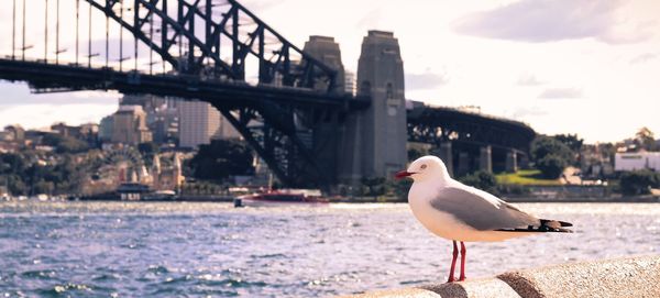 Seagull perching on retaining wall in city