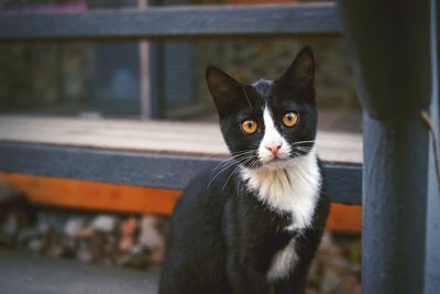 Close-up portrait of a cat