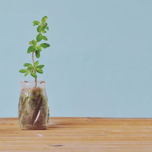 Close-up of vase on table against wall