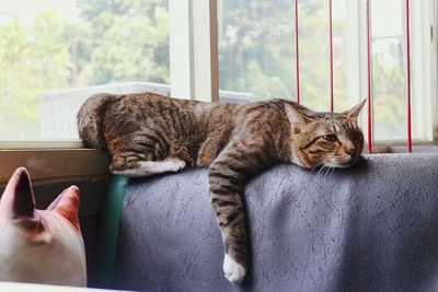 Cat sitting on sofa 