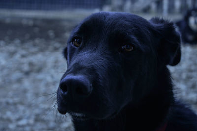 Close-up portrait of dog