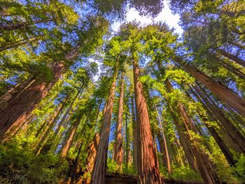 Low angle view of redwood trees in forest