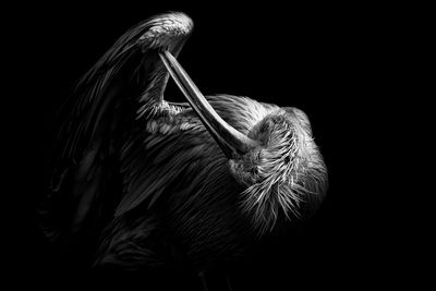 Close-up of bird against black background