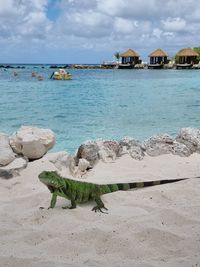 View of lizard on beach