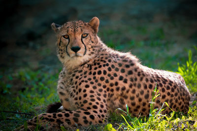 View of a cat on field