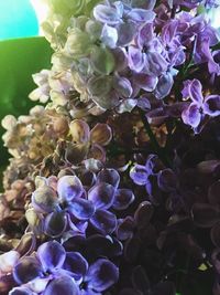 Close-up of purple flowers blooming