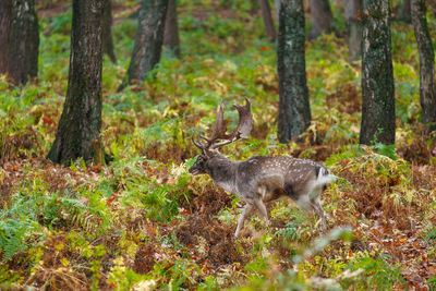 Deer in forest