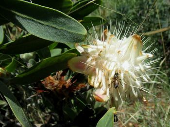 Close-up of honey bee on flower