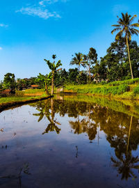 Reflection of palm trees on lake against sky