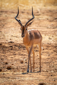 Male common impala walks over bare scrub